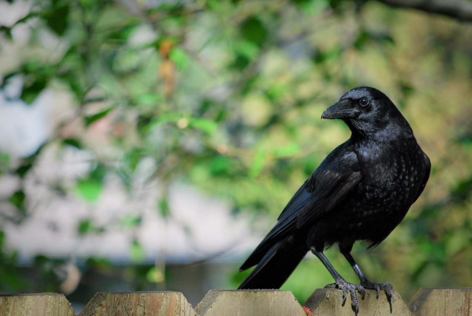 crow on fence1