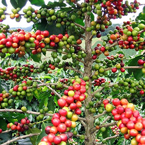 arabica