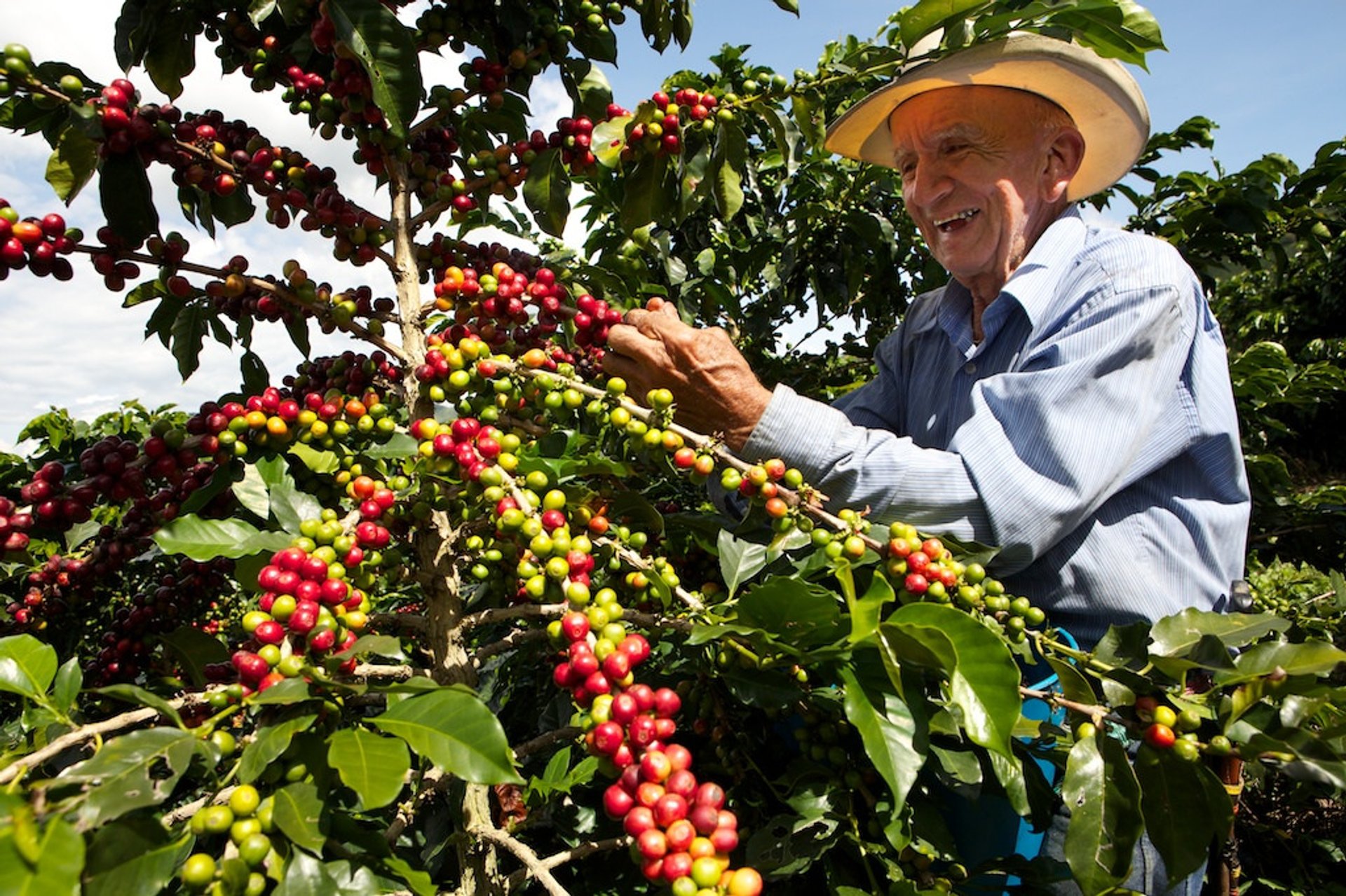 colombia-coffee-harvest